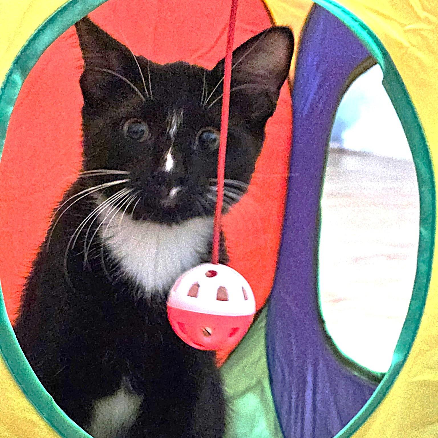 Cocada, a Adoptable Domestic Short Hair in Allen, TX image 2/6