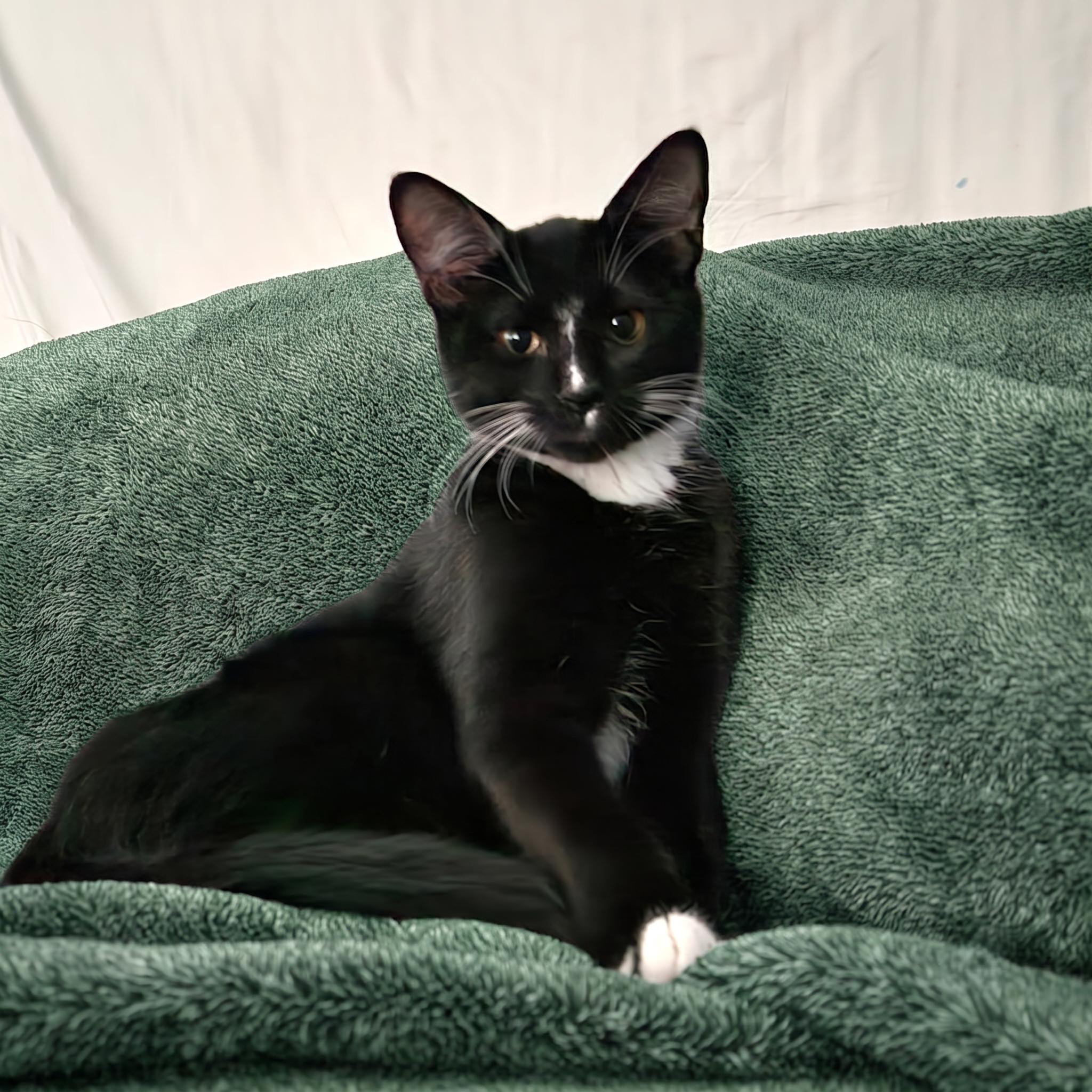 Cocada, a Adoptable Domestic Short Hair in Allen, TX image 4/6