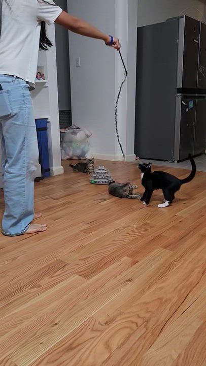 Enlarge Cocada, a Adoptable Domestic Short Hair in Allen, TX video 6/6