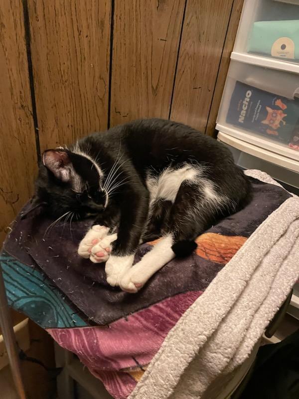 Sylvester, Adoptable, Kitten Male Domestic Short Hair.