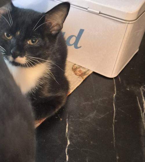 Enlarge Sylvester, a Adoptable Domestic Short Hair in Kannapolis, NC image 2/4