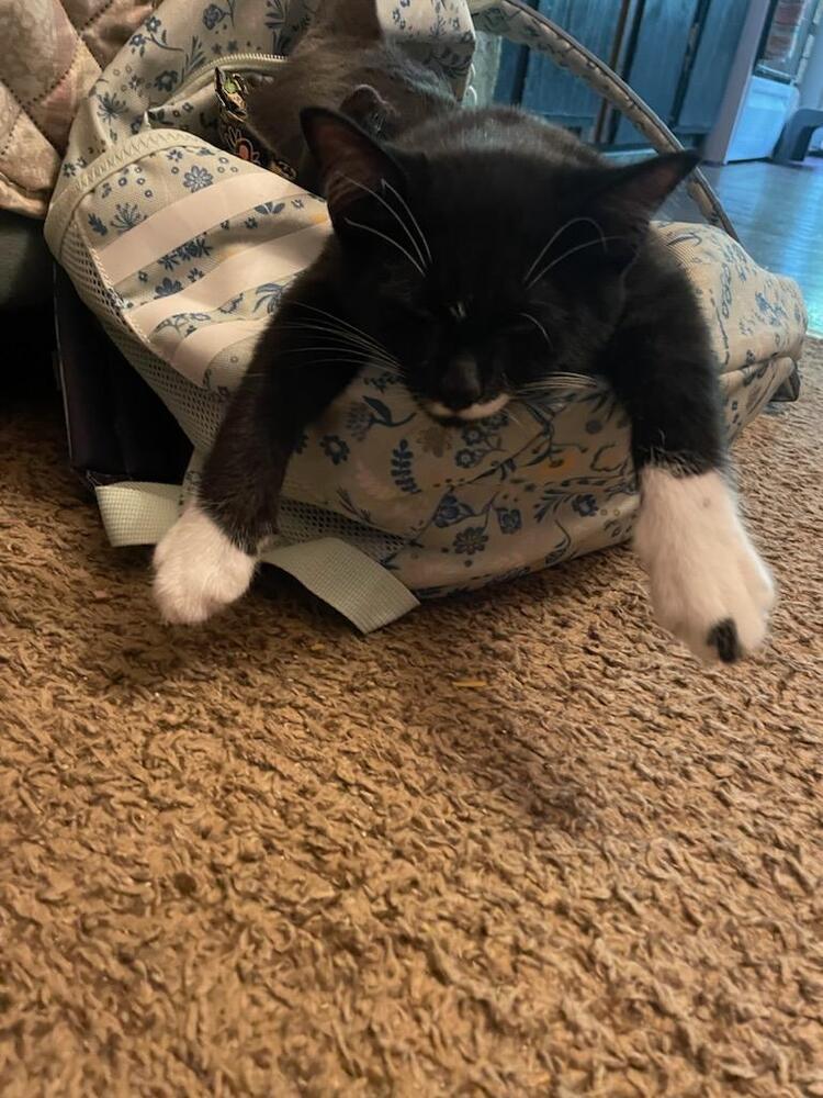 Enlarge Sylvester, a Adoptable Domestic Short Hair in Kannapolis, NC image 3/4