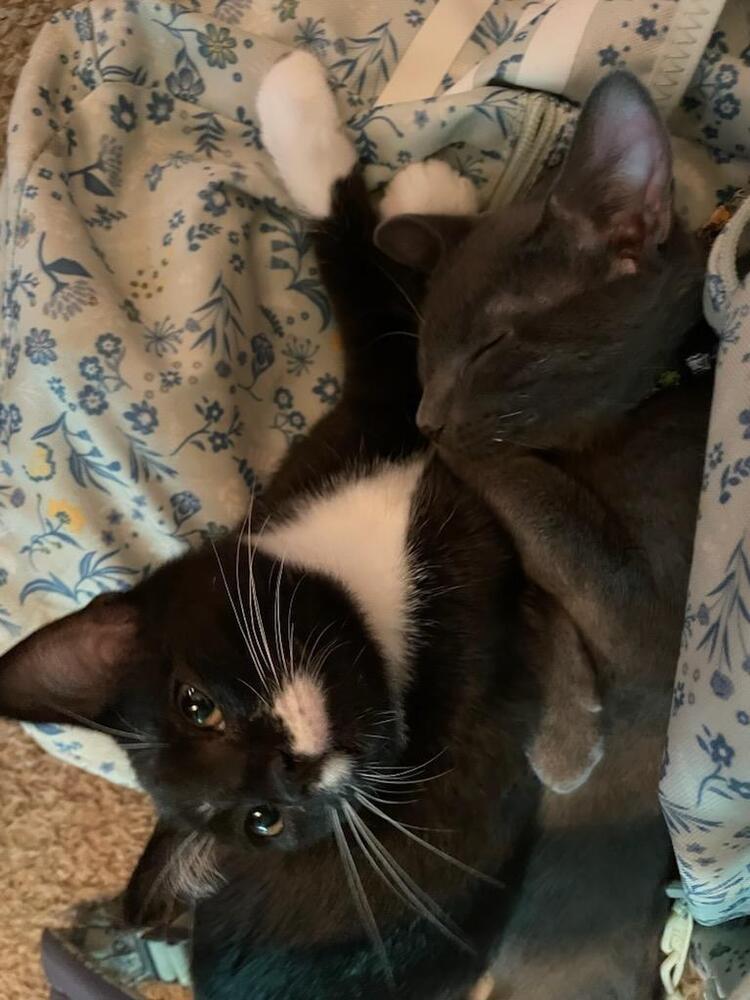 Enlarge Sylvester, a Adoptable Domestic Short Hair in Kannapolis, NC image 4/4