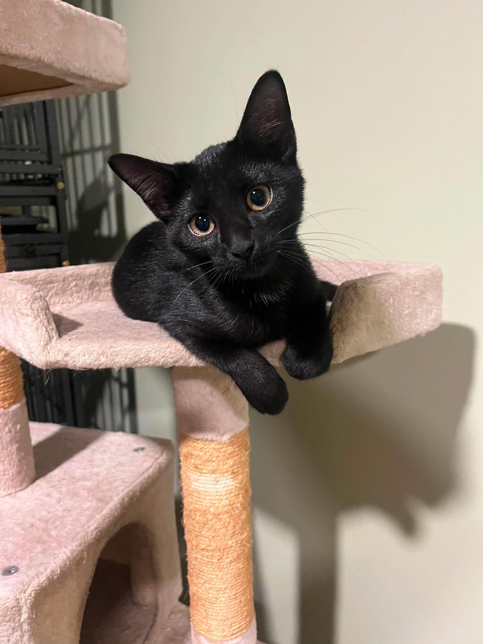 Ebony, ADOPTABLE, Kitten Female Domestic Short Hair.