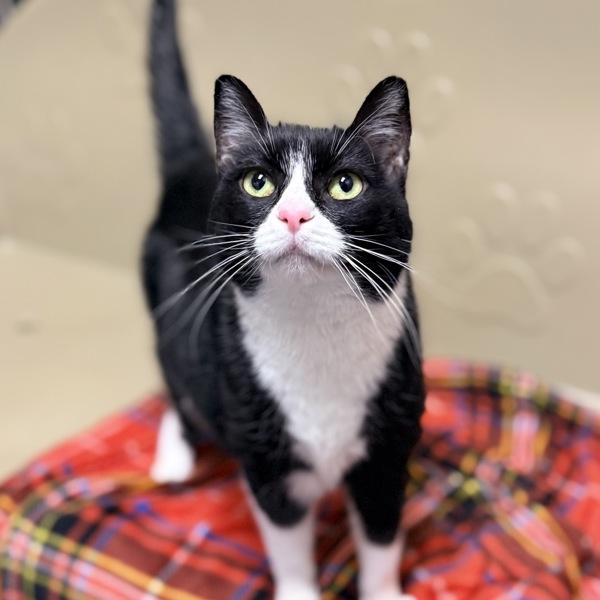 Grace, Adoptable, Adult Female Domestic Short Hair.