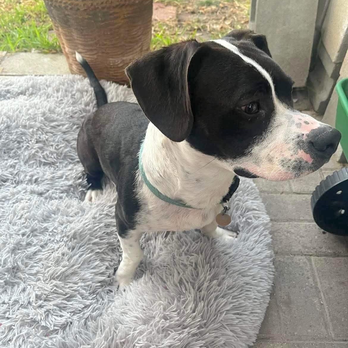 Enlarge Bridge, a Adoptable mixed breed in Linthicum Heights, MD image 3/6