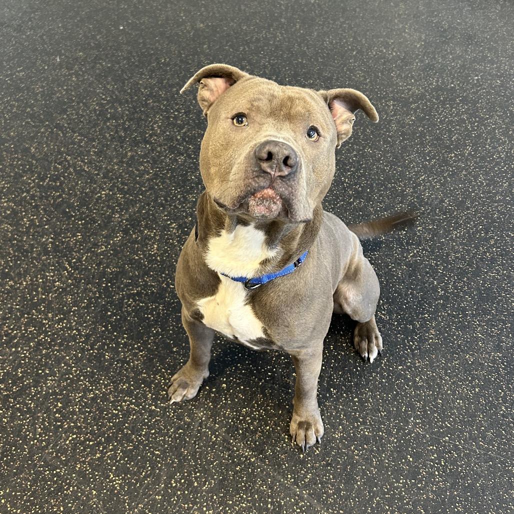 Boogie, Adoptable, Adult Male Terrier.