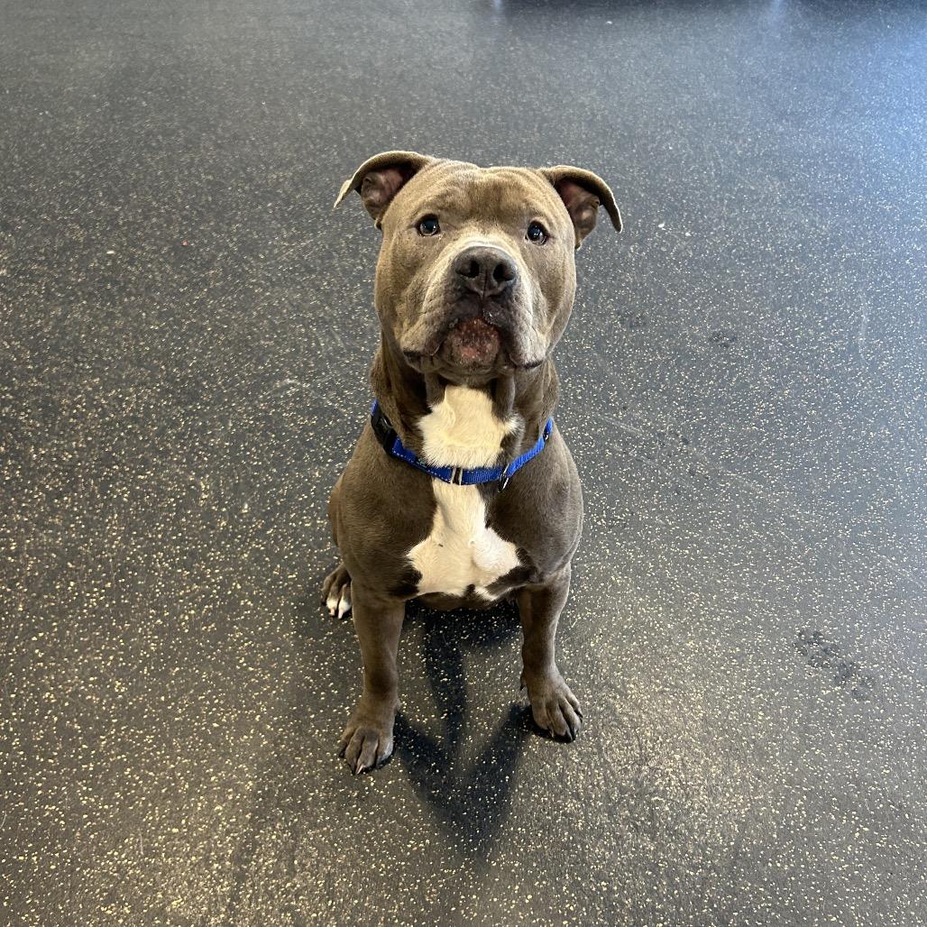 Boogie, Adoptable, Adult Male Terrier.