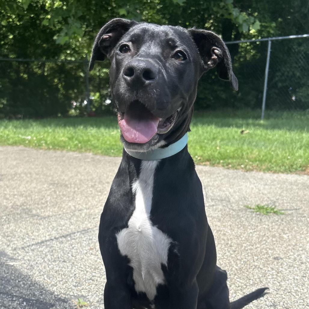 Callie, Adoptable, Young Female Labrador Retriever & Mixed Breed.