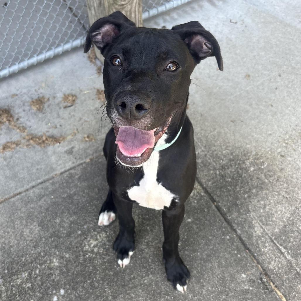 Enlarge Callie, a Adoptable mixed breed in Waynesburg, PA image 2/6