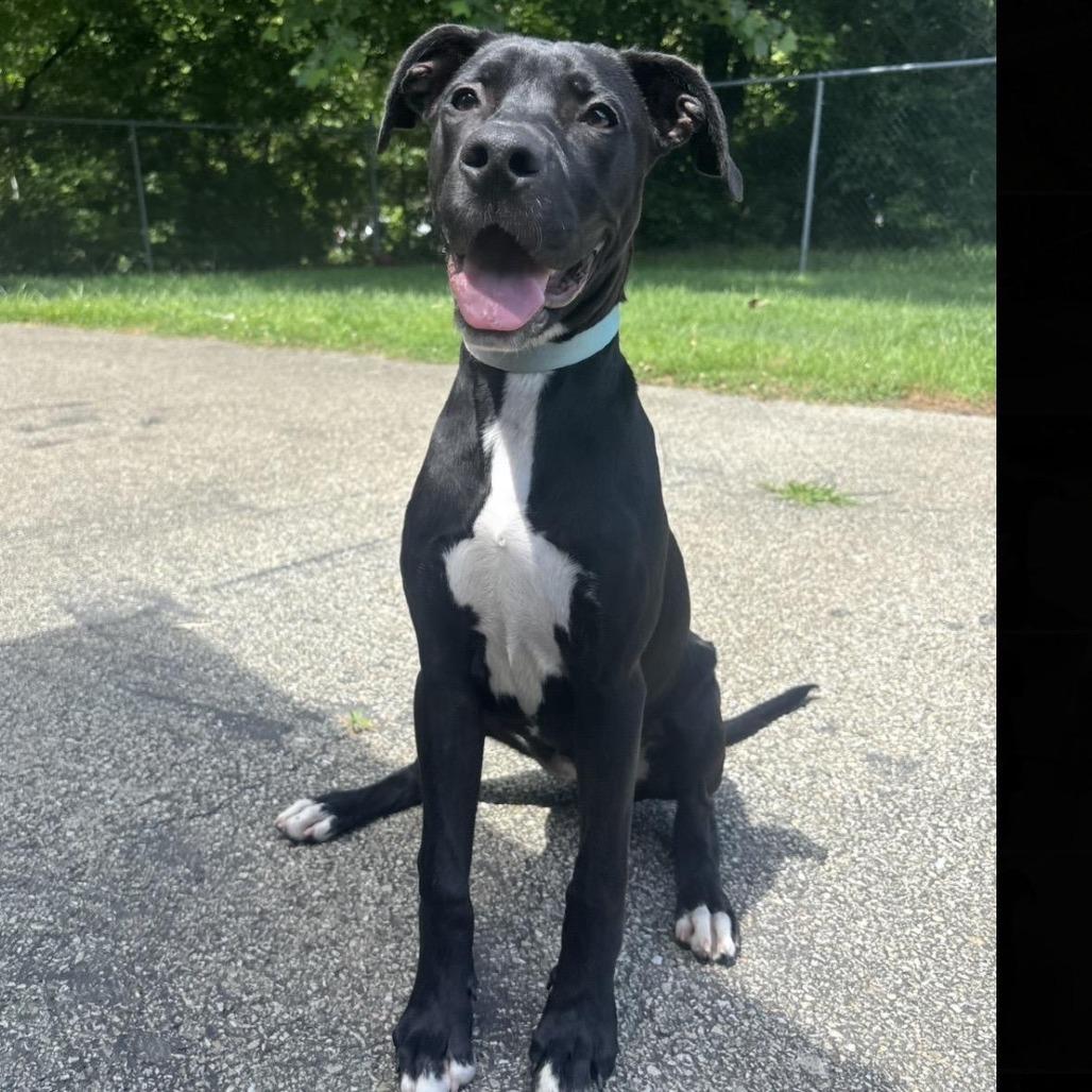 Enlarge Callie, a Adoptable mixed breed in Waynesburg, PA image 3/6