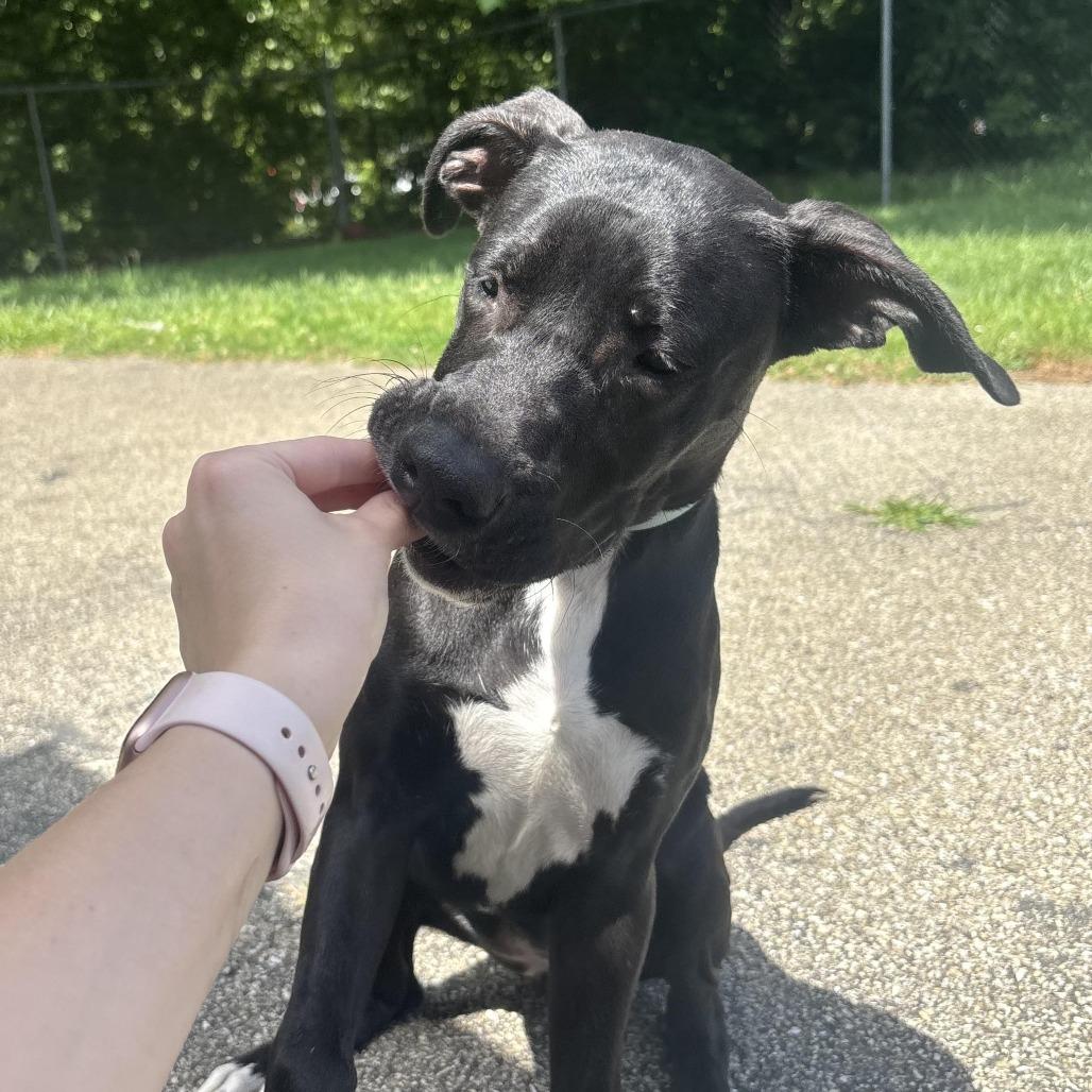 Enlarge Callie, a Adoptable mixed breed in Waynesburg, PA image 4/6