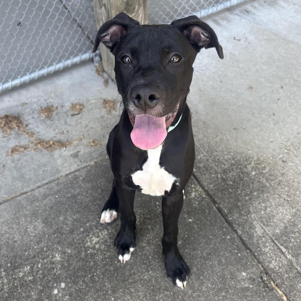 Enlarge Callie, a Adoptable mixed breed in Waynesburg, PA image 5/6