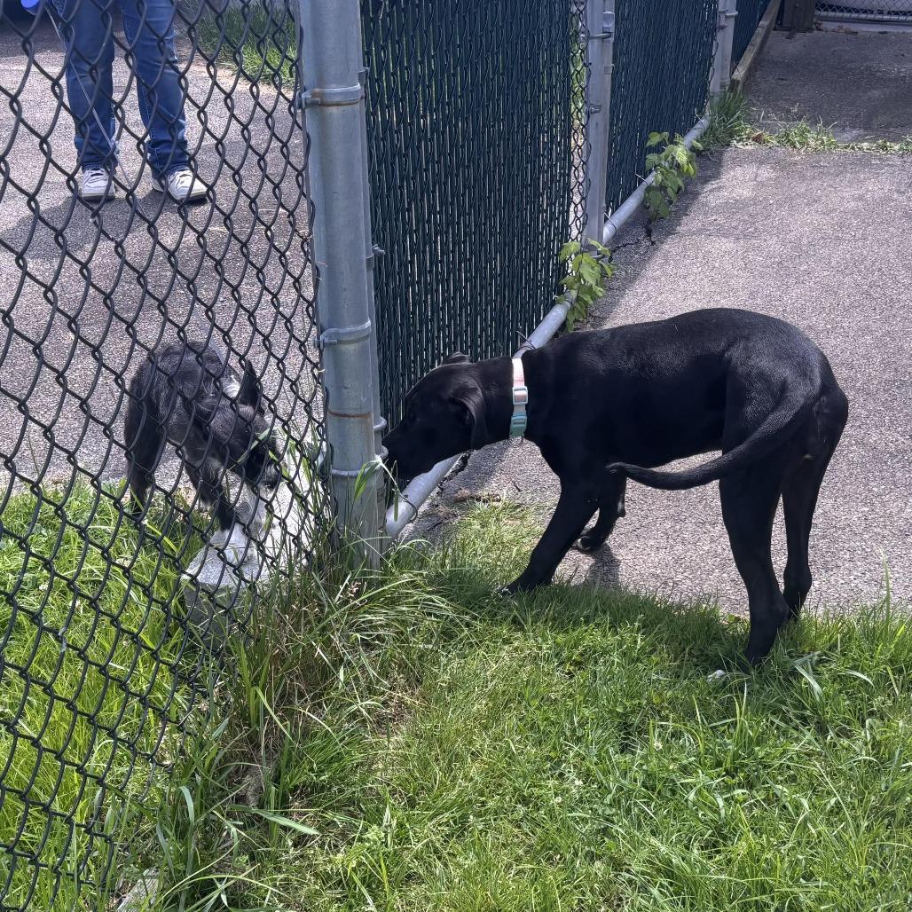 Enlarge Callie, a Adoptable mixed breed in Waynesburg, PA image 6/6
