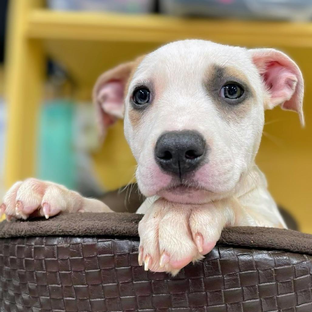 Enlarge Primrose, a Adoptable Mixed Breed in Huntsville, AR image 1/2