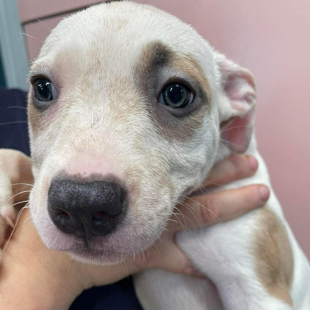 Enlarge Primrose, a Adoptable Mixed Breed in Huntsville, AR image 2/2