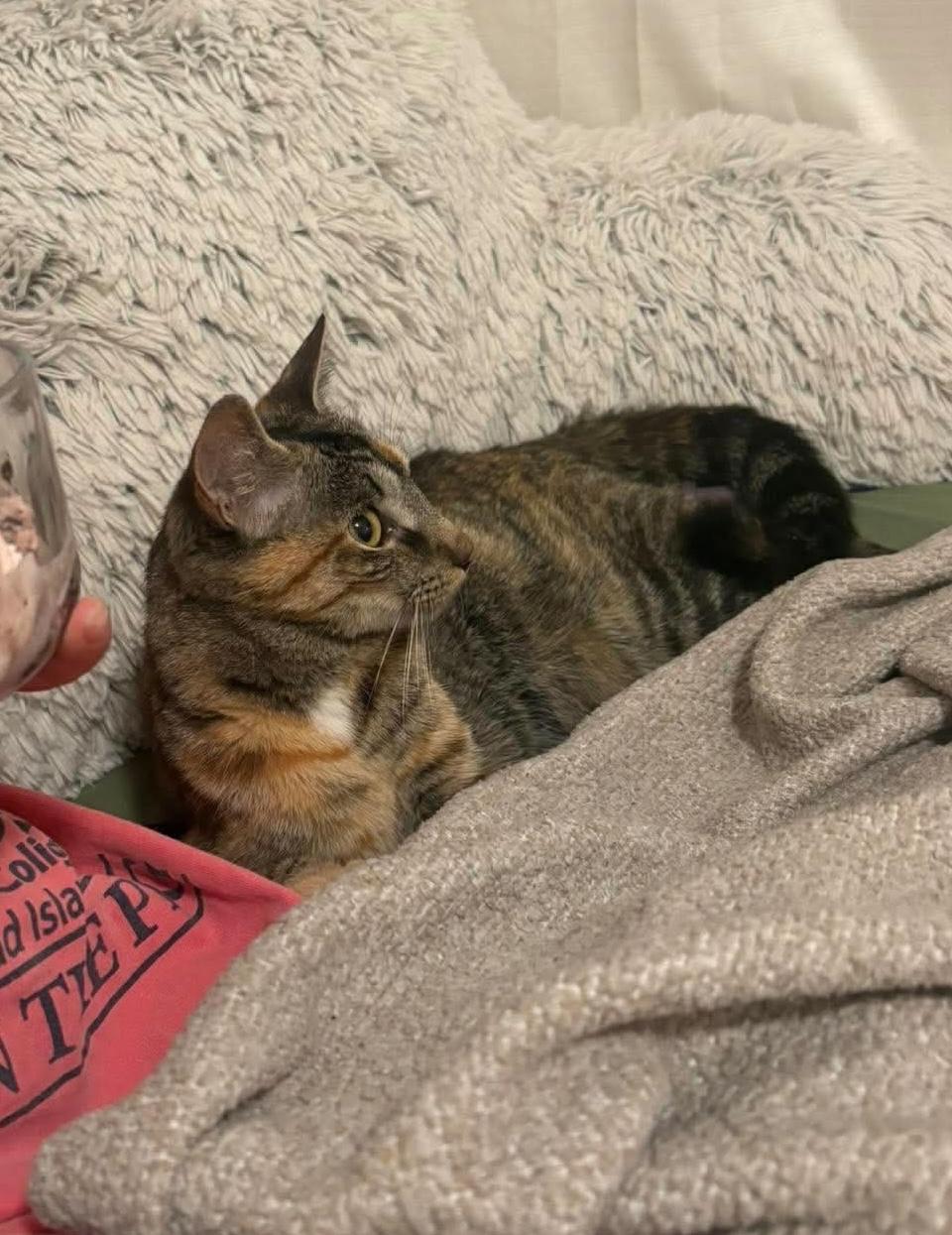 Enlarge Mandy, a Adoptable Domestic Short Hair in Rochester , NY image 4/6