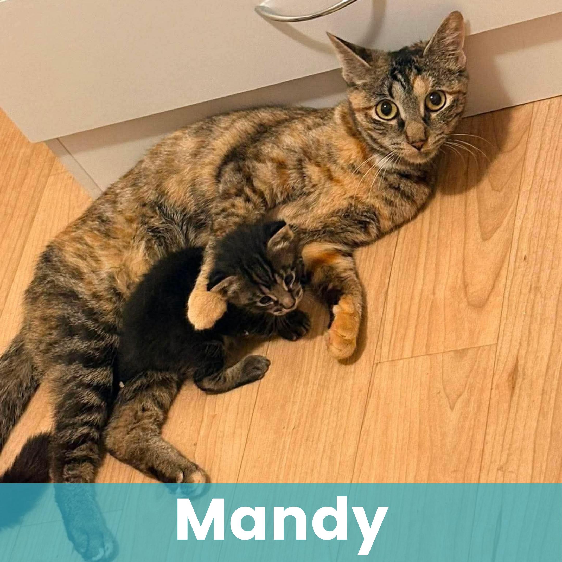 Mandy, Adoptable, Young Female Domestic Short Hair.