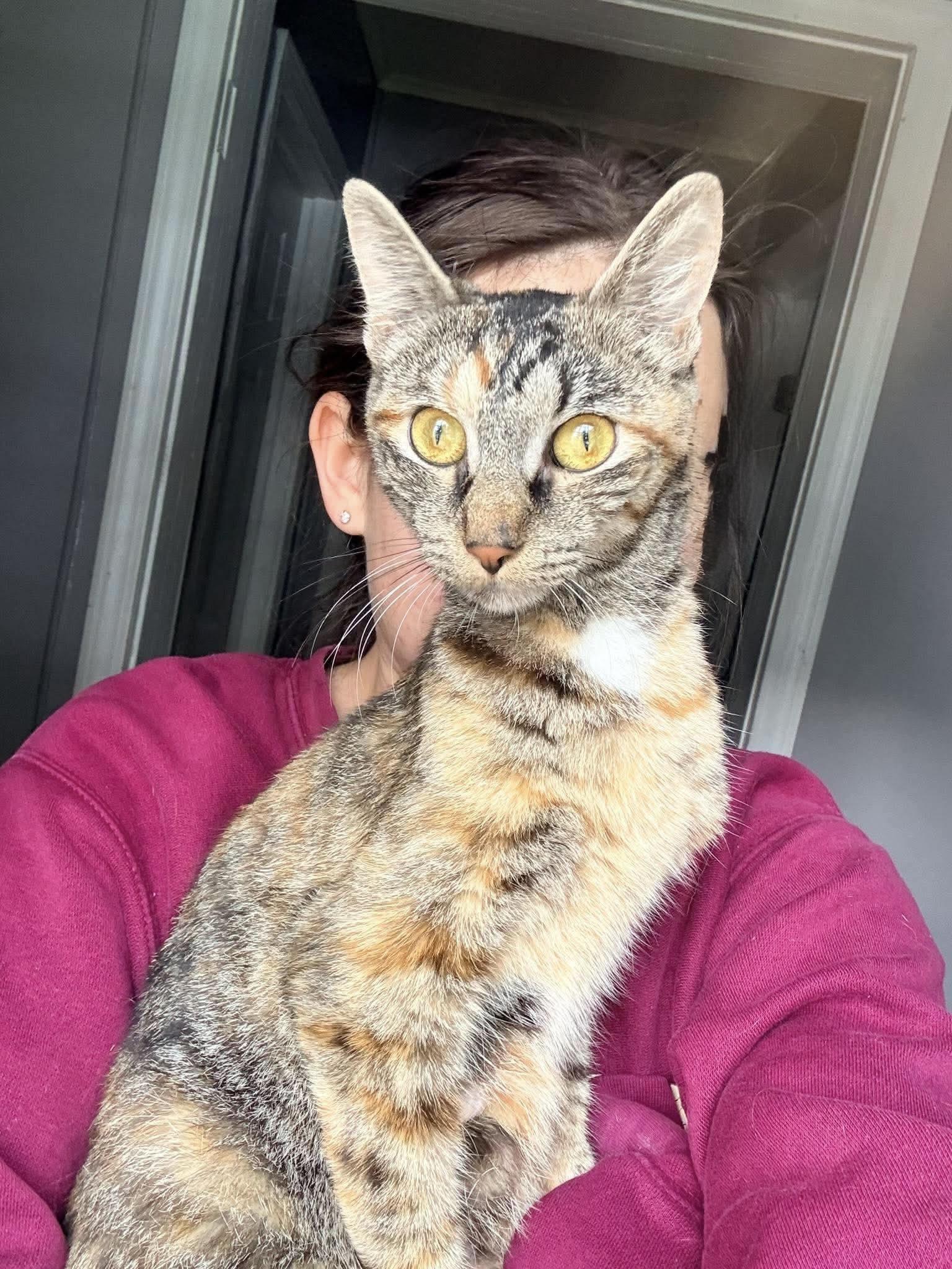 Enlarge Mandy, a Adoptable Domestic Short Hair in Rochester , NY image 3/6