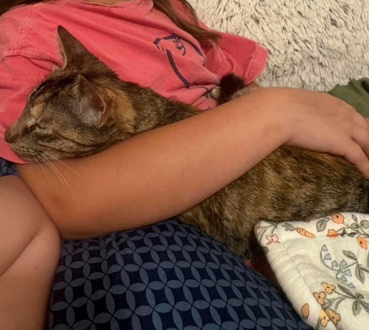 Enlarge Mandy, a Adoptable Domestic Short Hair in Rochester , NY image 6/6