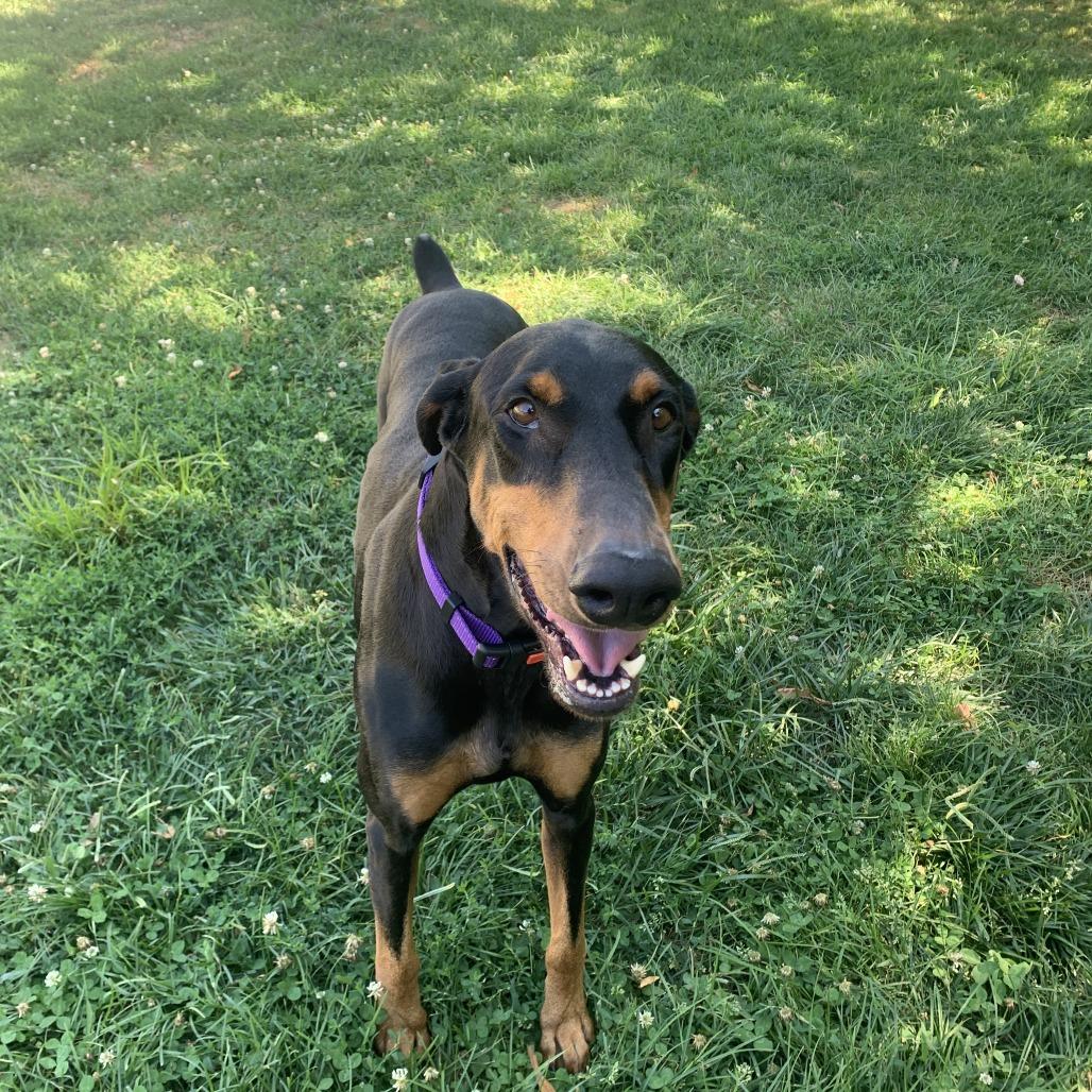 7907 Paisley, Adoptable, Adult Female Doberman Pinscher.