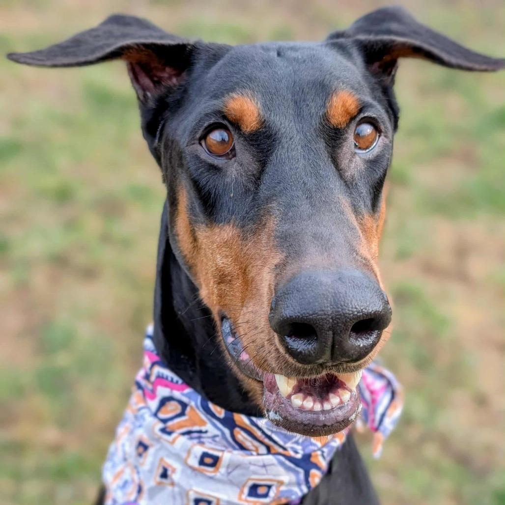 Enlarge 7907 Paisley, a Adoptable Doberman Pinscher in Sandown, NH image 1/5