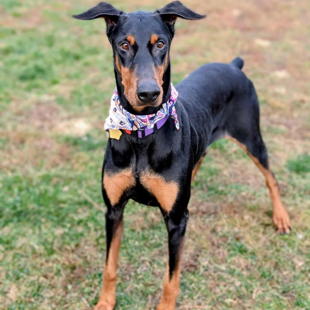 Enlarge 7907 Paisley, a Adoptable Doberman Pinscher in Sandown, NH image 2/5