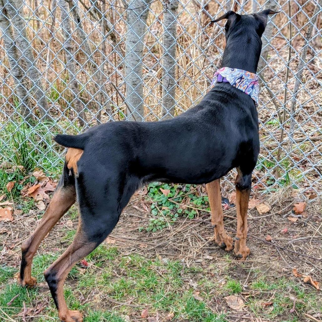 Enlarge 7907 Paisley, a Adoptable Doberman Pinscher in Sandown, NH image 3/5