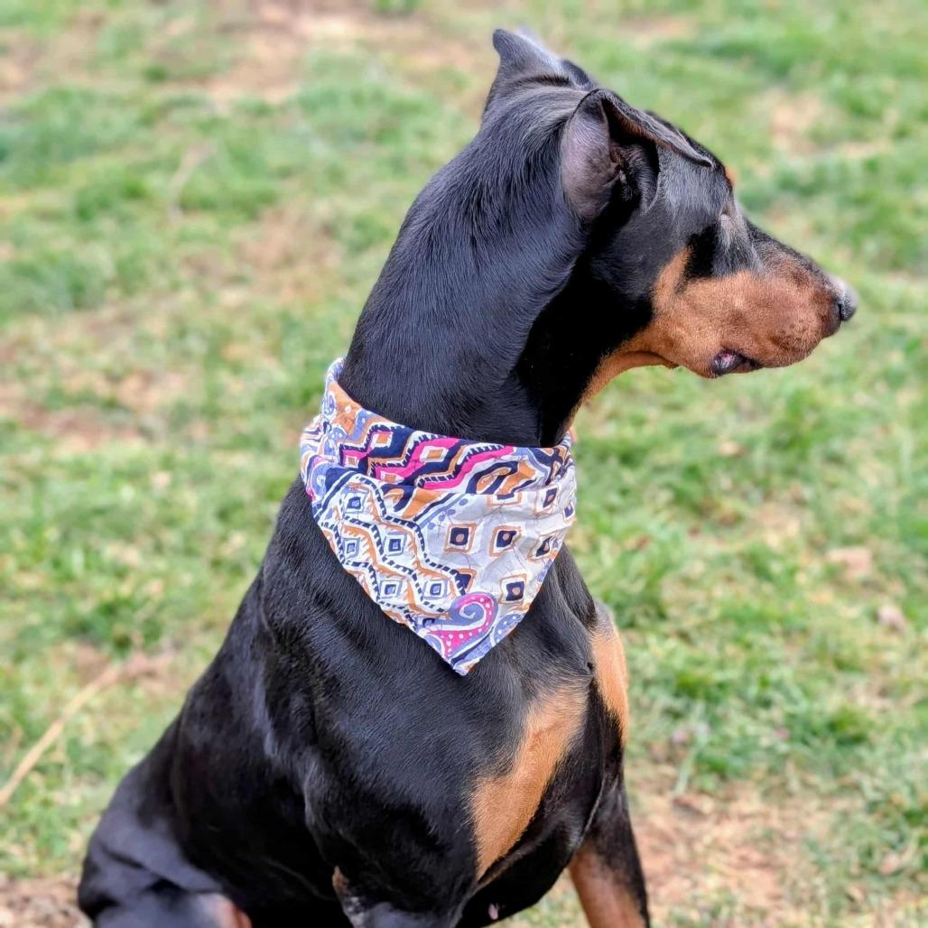 Enlarge 7907 Paisley, a Adoptable Doberman Pinscher in Sandown, NH image 4/5