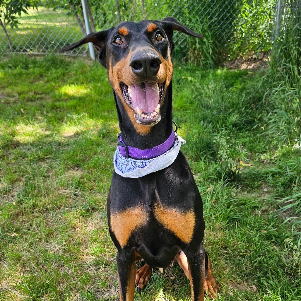 Enlarge 7907 Paisley, a Adoptable Doberman Pinscher in Sandown, NH image 5/6