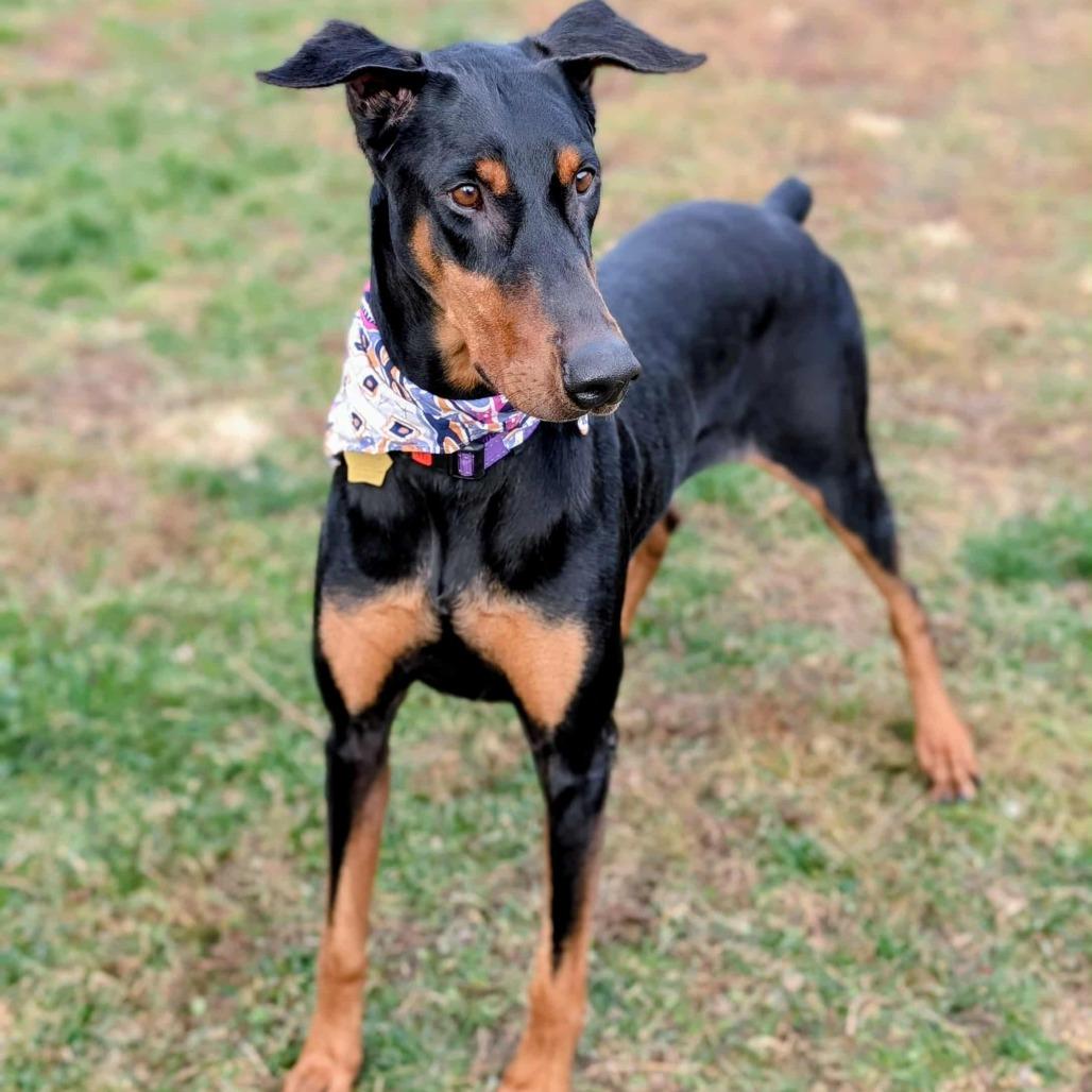 Enlarge 7907 Paisley, a Adoptable Doberman Pinscher in Sandown, NH image 5/5