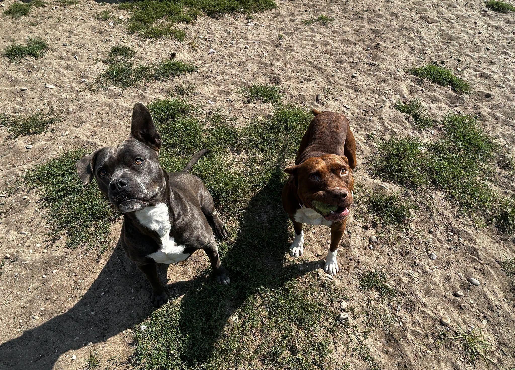 Enlarge Sky & Good Boy, an adopted mixed breed in Bellaire, MI image 1/3