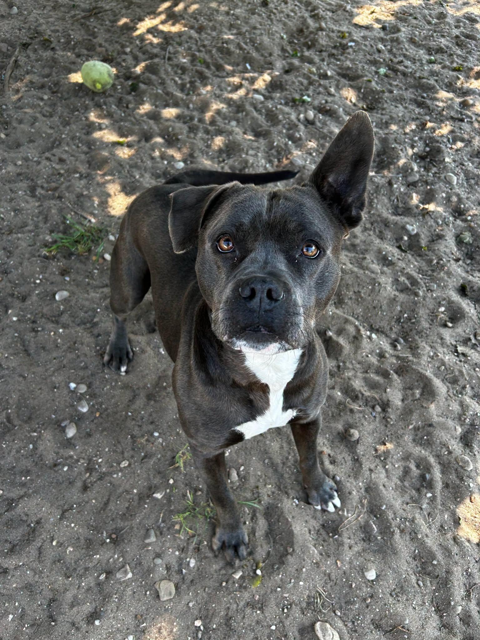 Enlarge Sky & Good Boy, an adopted mixed breed in Bellaire, MI image 2/3