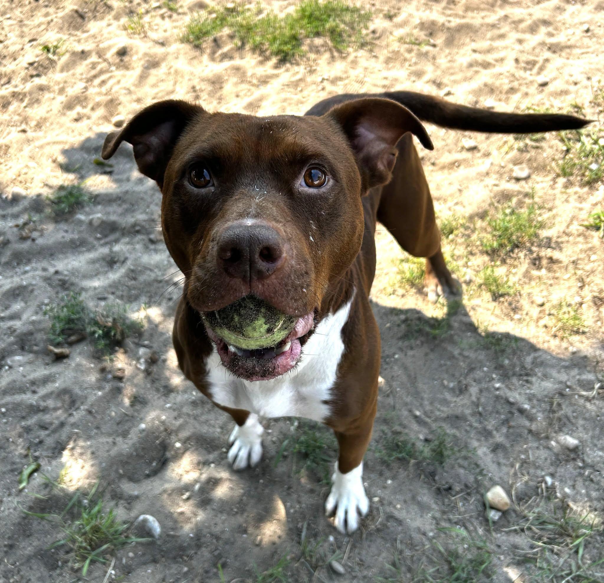 Enlarge Sky & Good Boy, an adopted mixed breed in Bellaire, MI image 3/3