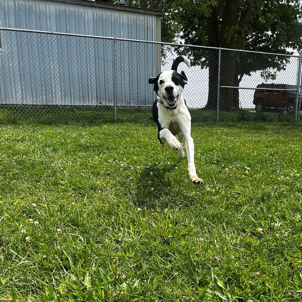 Enlarge Viena, an adoptable mixed breed in Attica, IN image 1/2