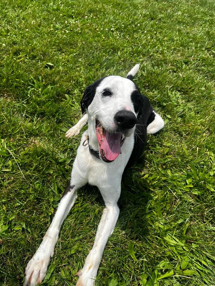 Enlarge Viena, an adoptable mixed breed in Attica, IN image 2/2