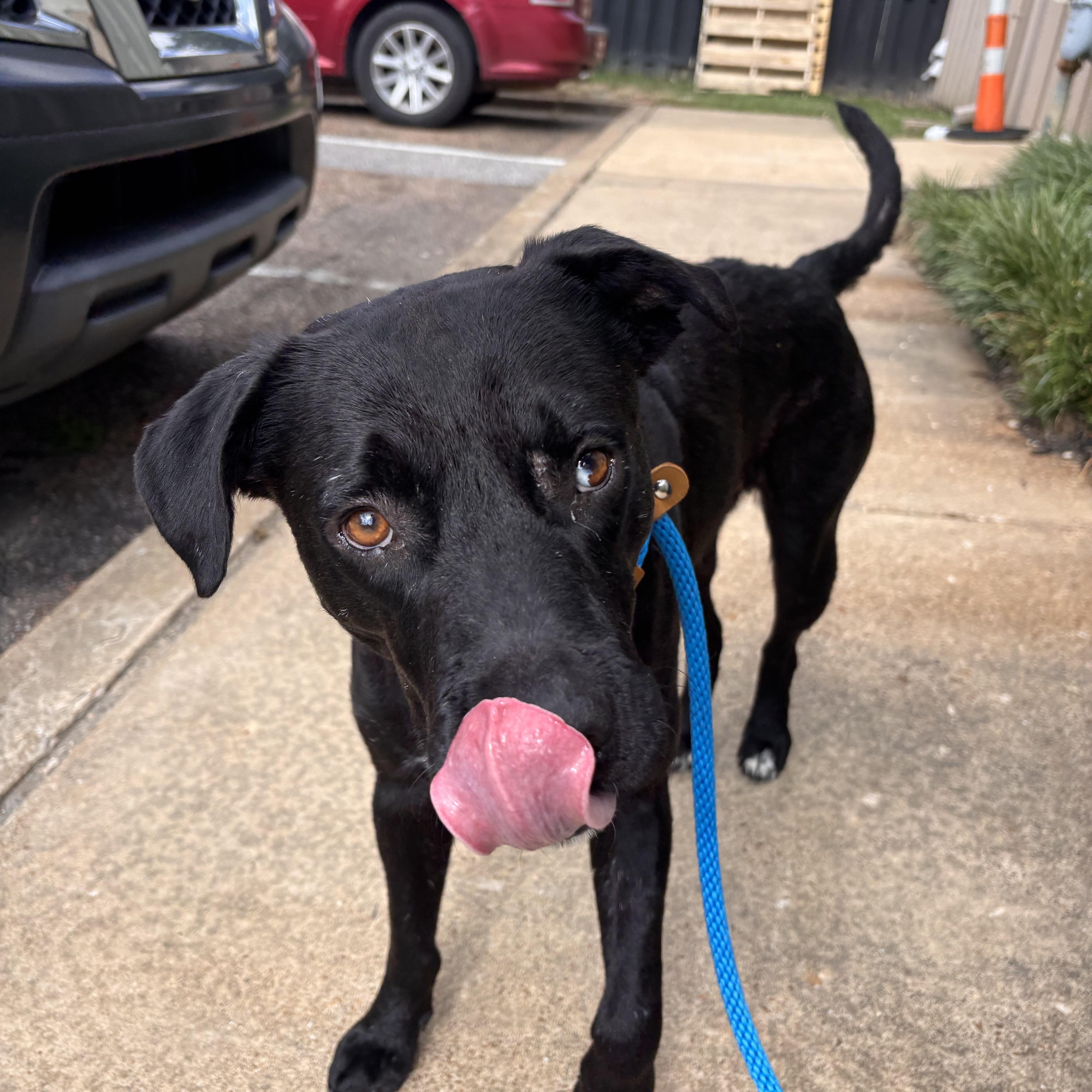 Enlarge Bradford, an adoptable mixed breed in Collierville, TN image 4/5