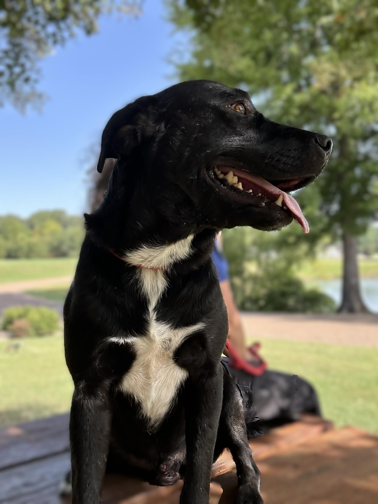 Enlarge Bradford, an adoptable mixed breed in Collierville, TN image 2/6