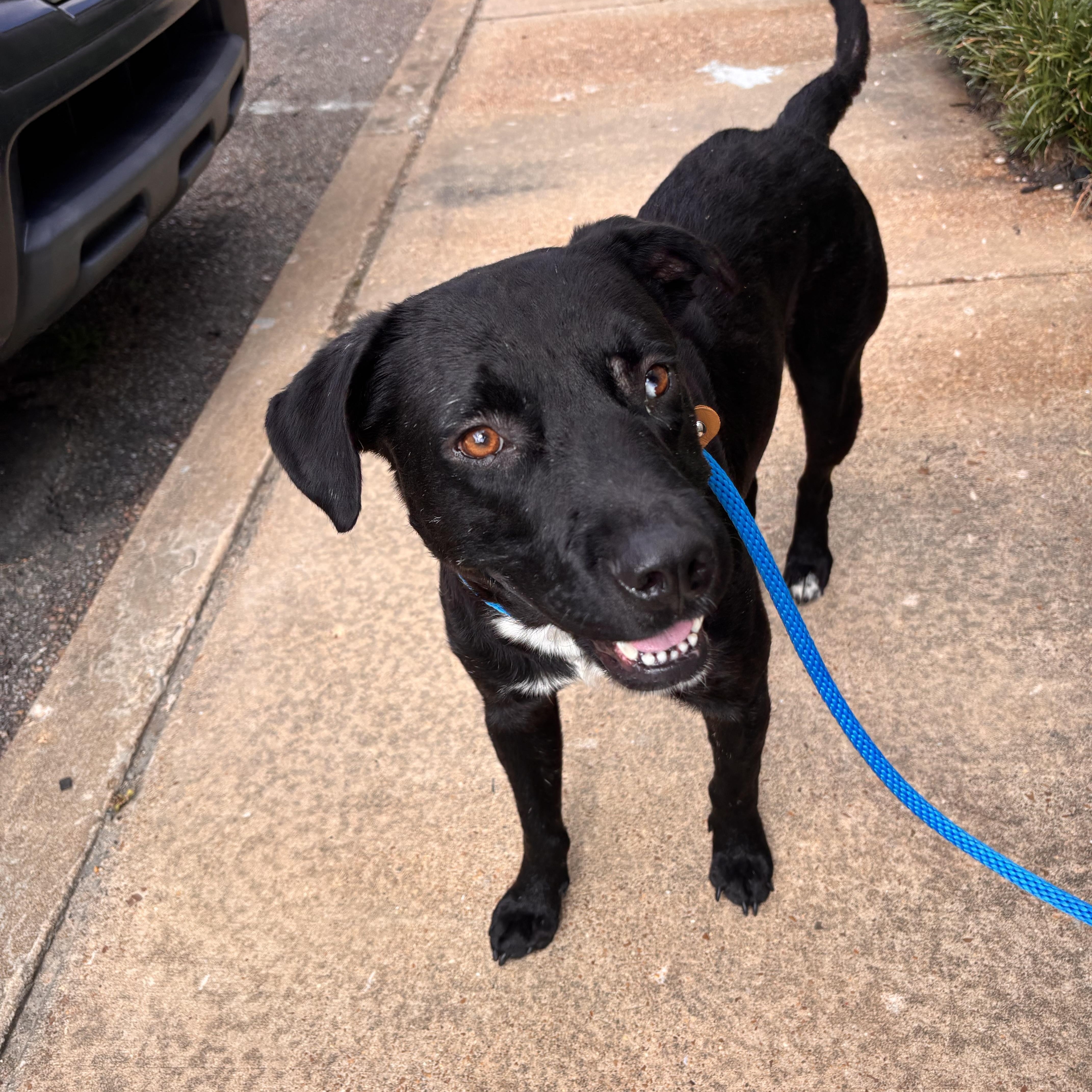 Enlarge Bradford, an adoptable mixed breed in Collierville, TN image 2/5