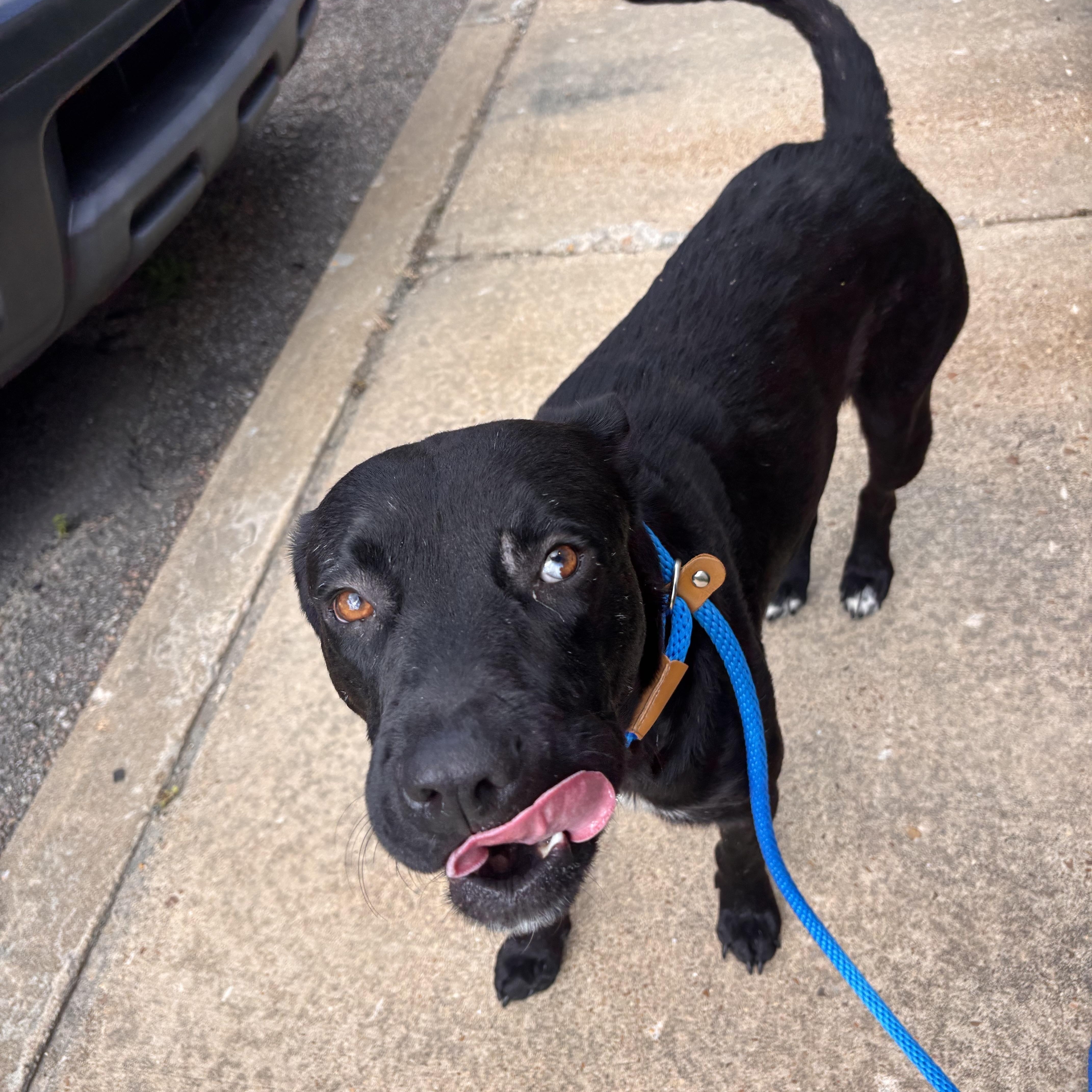 Enlarge Bradford, an adoptable mixed breed in Collierville, TN image 5/5