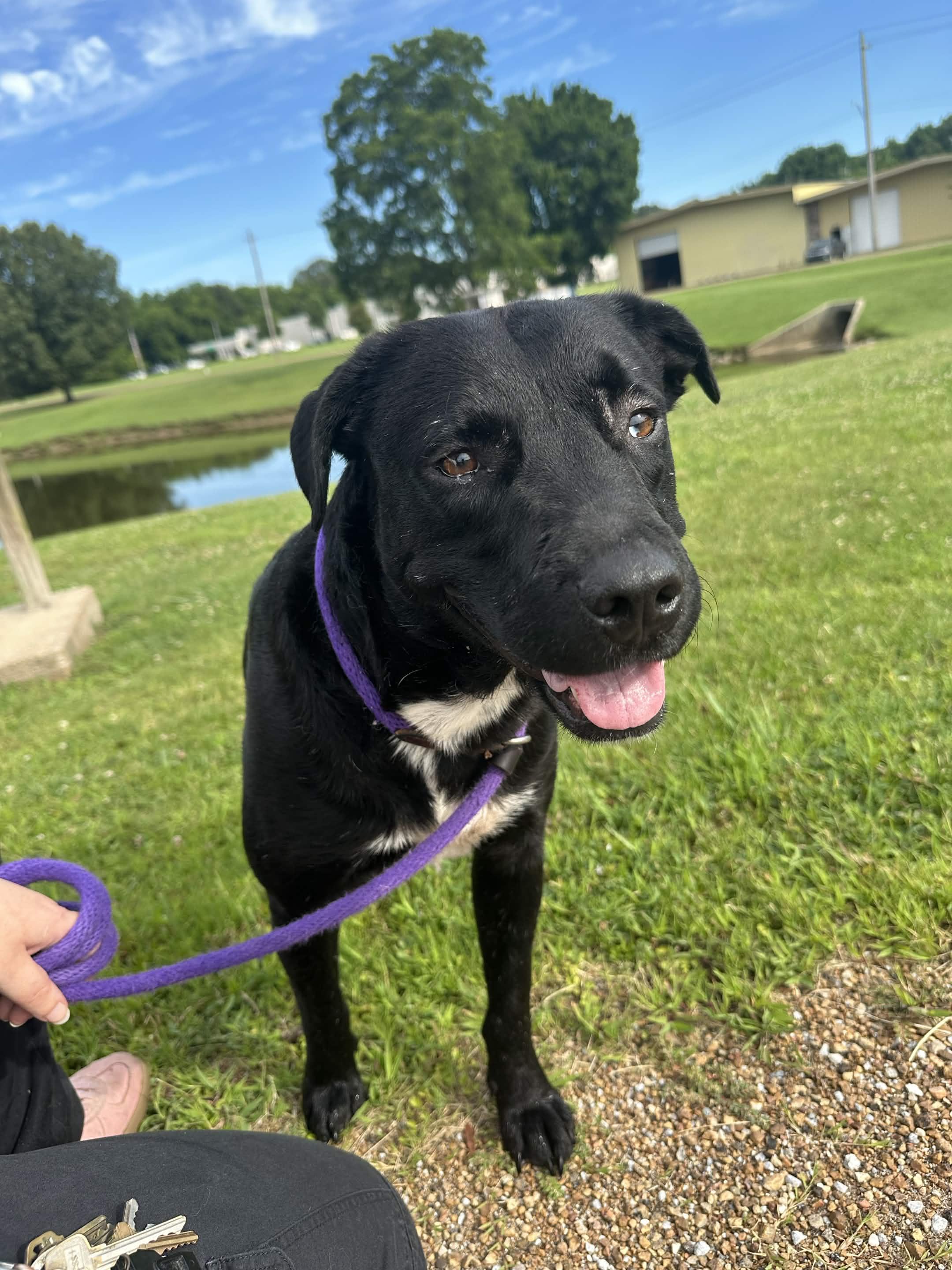Enlarge Bradford, an adoptable mixed breed in Collierville, TN image 1/5