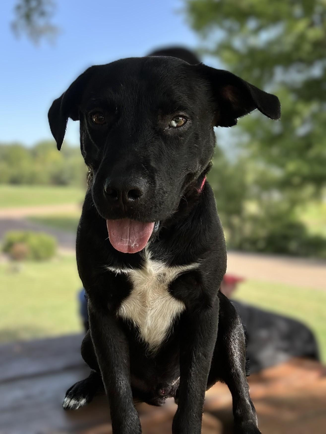 Bradford, adoptable, Young Male Black Labrador Retriever & Pit Bull Terrier.