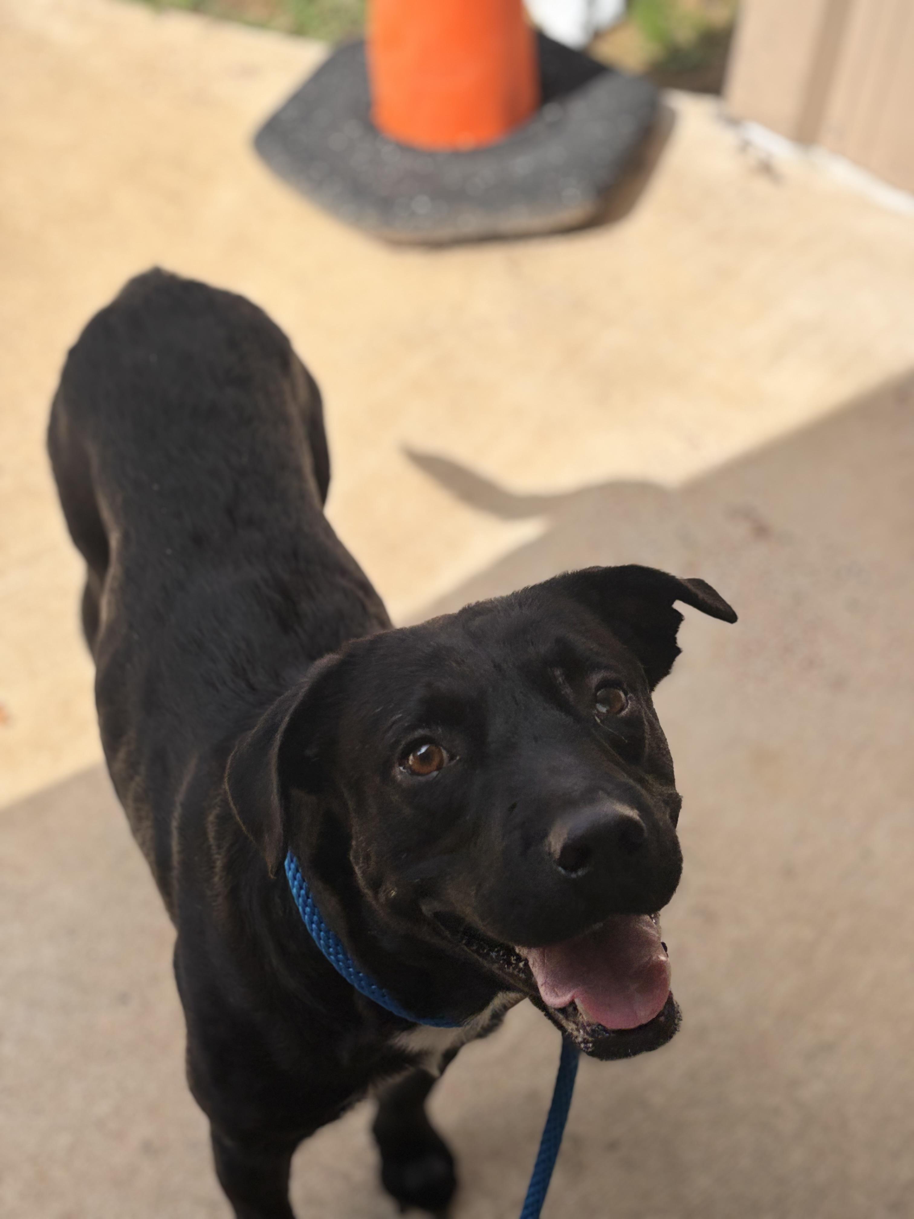 Enlarge Bradford, an adoptable mixed breed in Collierville, TN image 3/5