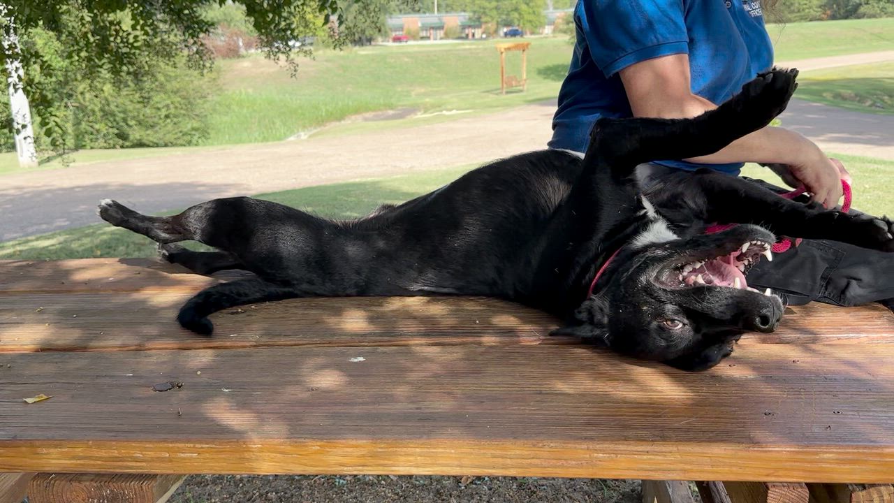 Enlarge Bradford, an adoptable mixed breed in Collierville, TN video 6/6