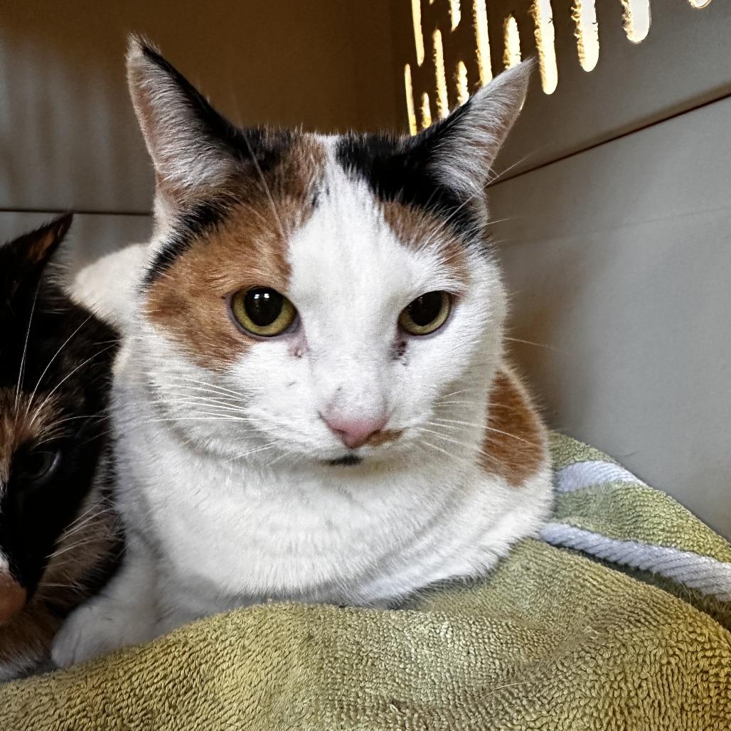 Rita, Adoptable, Senior Female Domestic Short Hair.