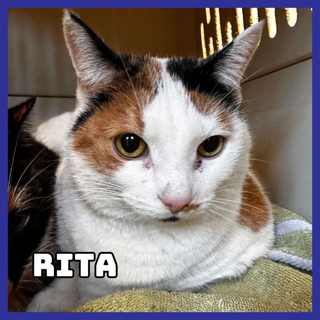 Enlarge Rita, a Adoptable Domestic Short Hair in Glenwood, MN image 2/2
