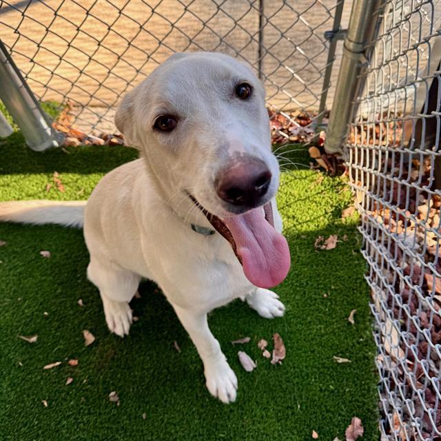 BARON, Adoptable, Young Male Labrador Retriever & Mixed Breed.
