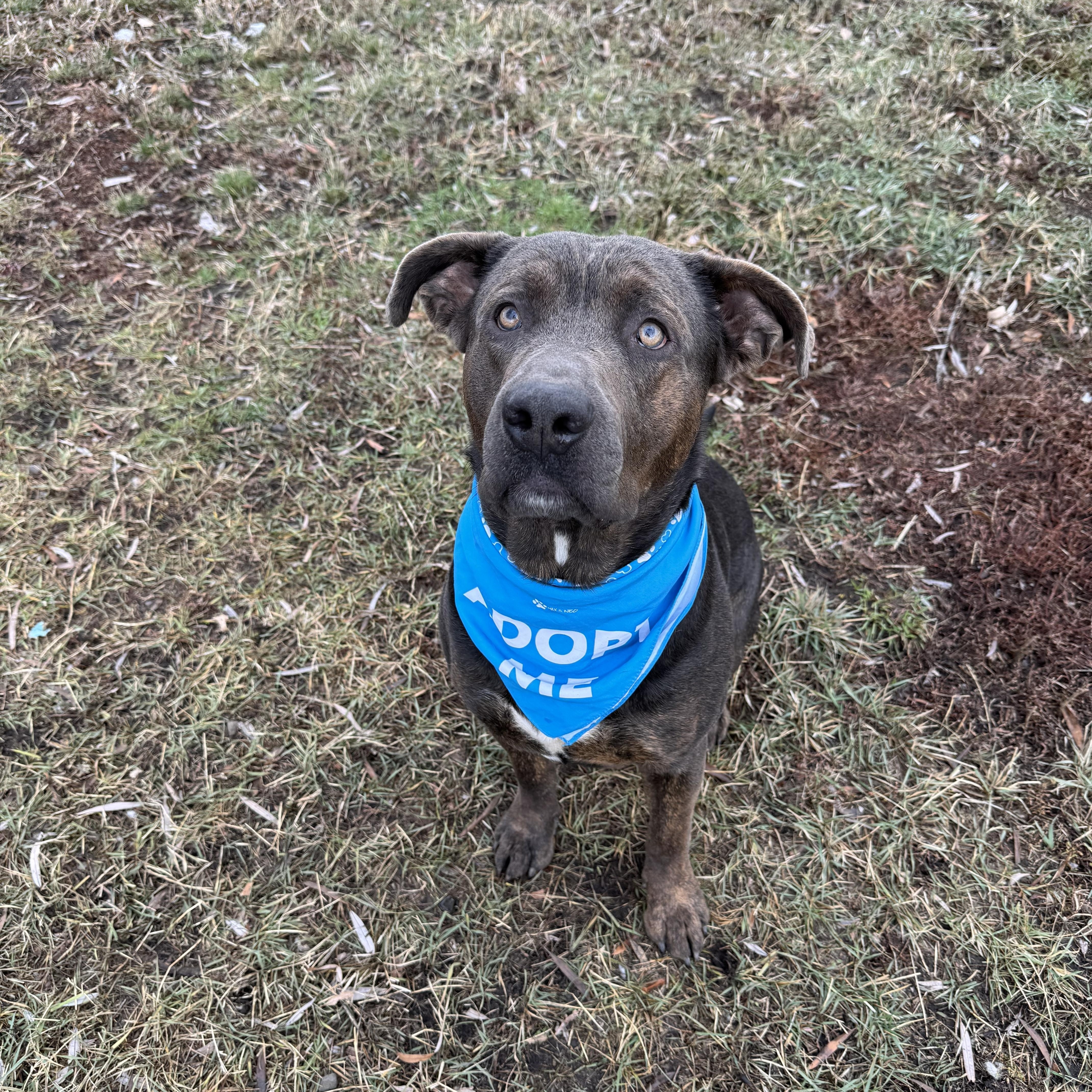 Enlarge Dozer, a ADOPTABLE mixed breed in La Grande, OR image 1/3