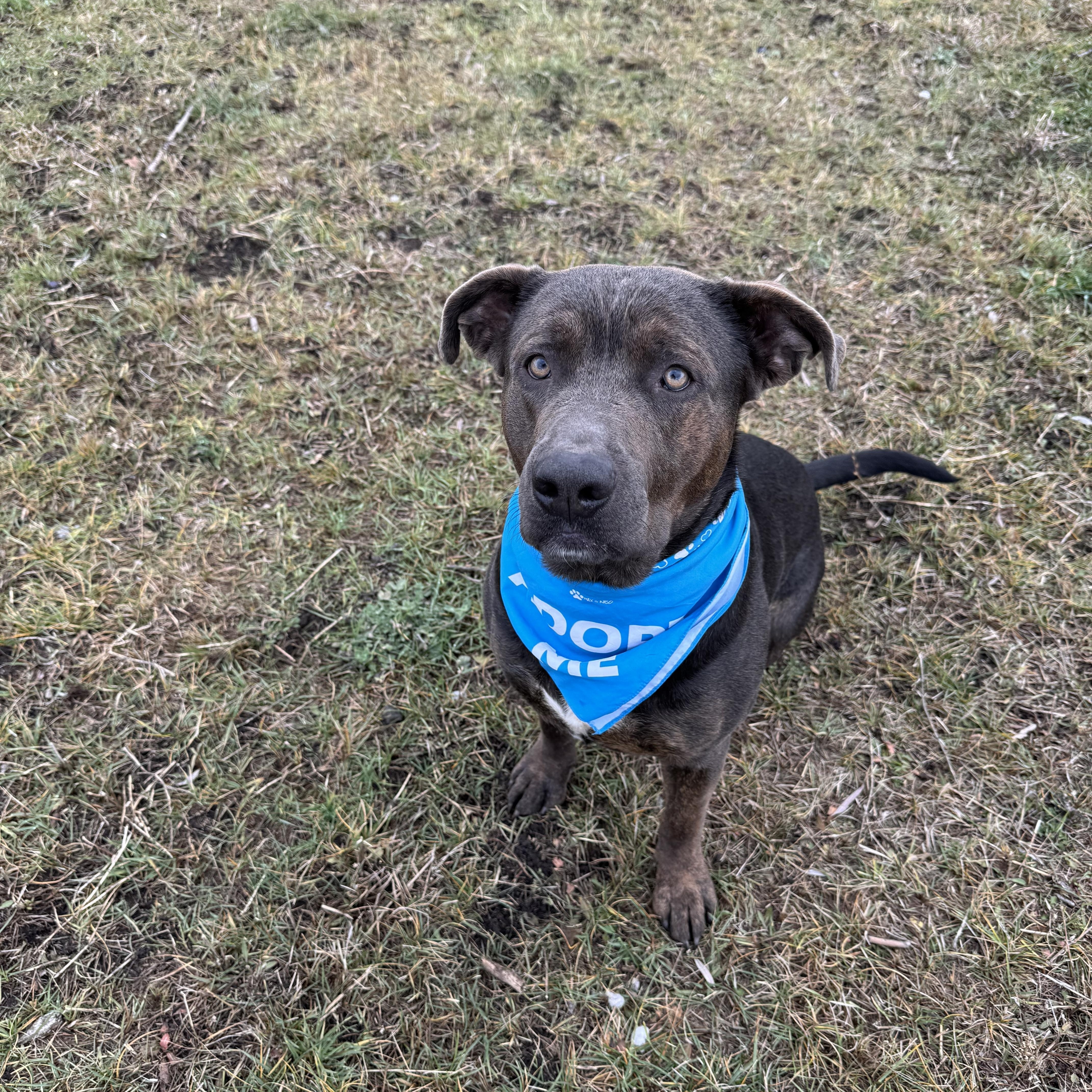 Enlarge Dozer, a ADOPTABLE mixed breed in La Grande, OR image 2/3