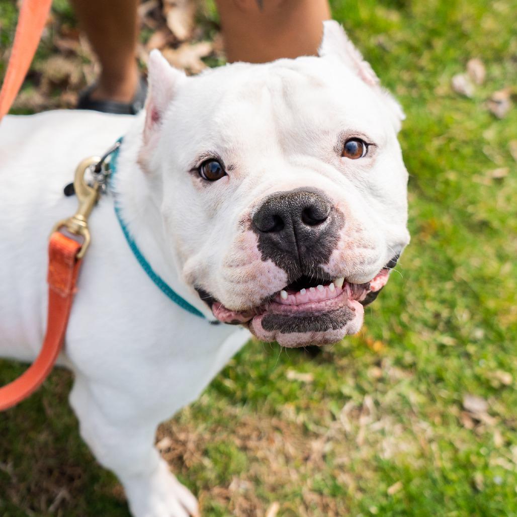 Lobo, Adoptable, Adult Male Pit Bull Terrier.